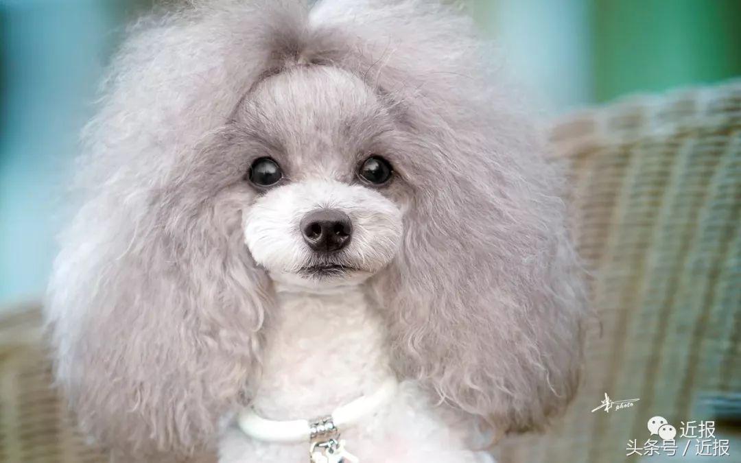 你没见过的“汪星人”都在这了！狗年就让它们来萌“化”你吧