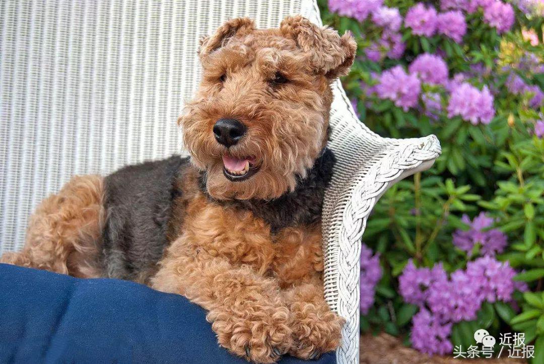 你没见过的“汪星人”都在这了！狗年就让它们来萌“化”你吧