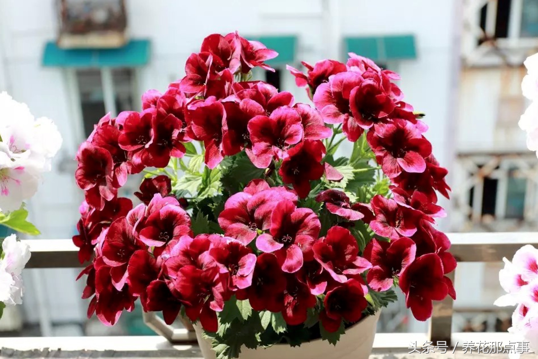 鍐板ぉ闆湴鑺辨捣,鍏ュ啲杩樿兘鐪嬪埌鑺辨捣