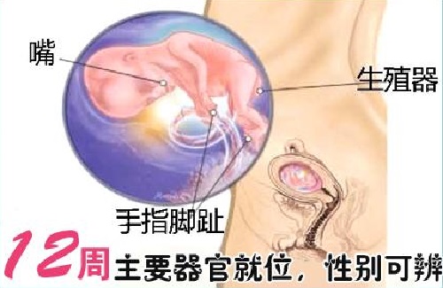 胎儿在母体内的生活,胎儿在母体里一天最多能长多少