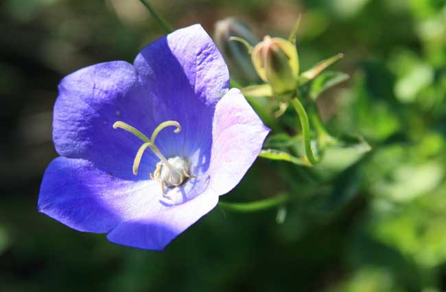 紫罗兰栽培技术重点,紫罗兰栽培技术与管理