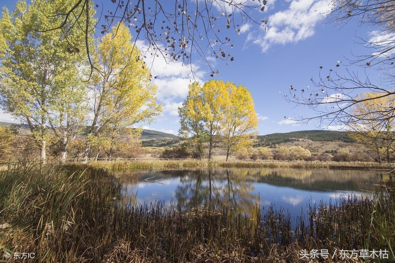 赞美杨树的诗句经典,描写杨树春天的诗句