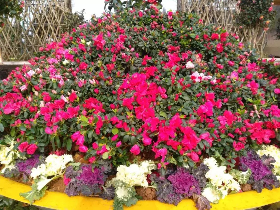 广元市柏林樱花节,广元柏林大型樱花节