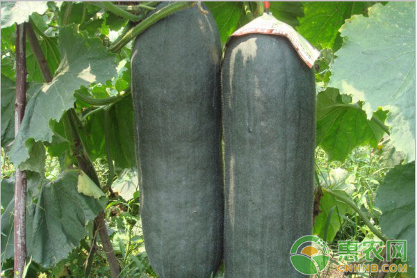 2018年农业种植什么东西最挣钱,今年种什么经济作物最赚钱