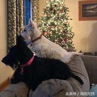 上班没时间怎么照顾小奶狗,上班族如何照顾好自己的狗狗