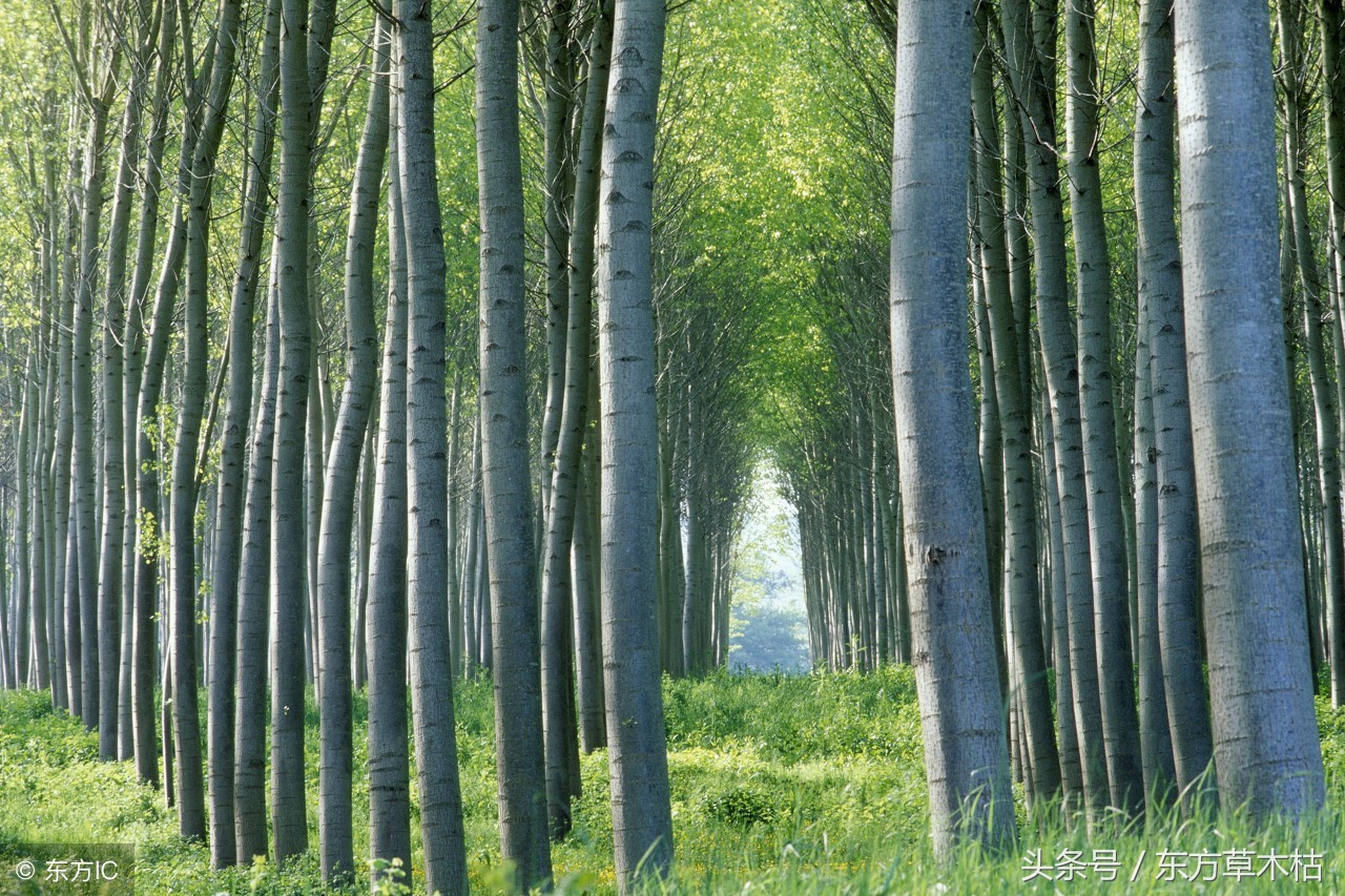 赞美杨树的诗句经典,描写杨树春天的诗句