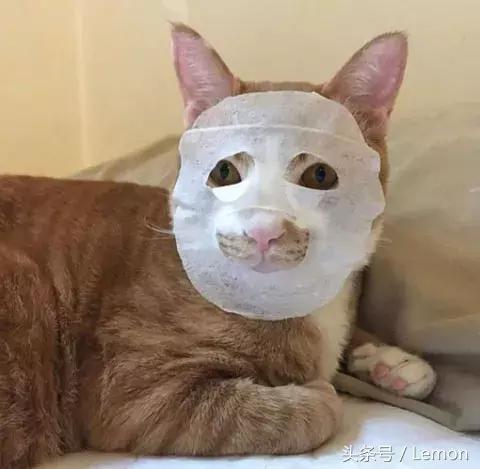 买面膜送猫,买面膜送小样补水