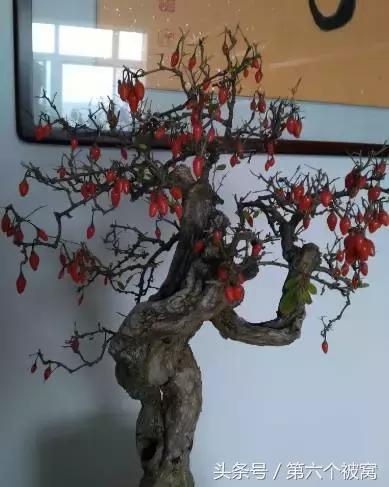 治枸杞白粉病最好的特效药,枸杞白粉病最快的治疗方法