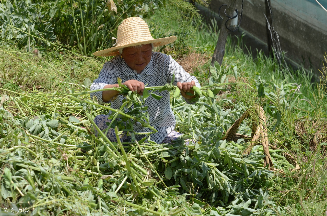 这种豆子是川菜的原料下酒的美食！可林下套种，一亩多赚3000元！