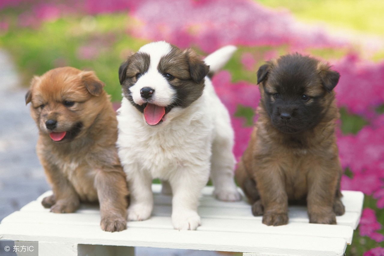 狗年说狗警犬,狗年说狗带你了解游戏中的狗文化