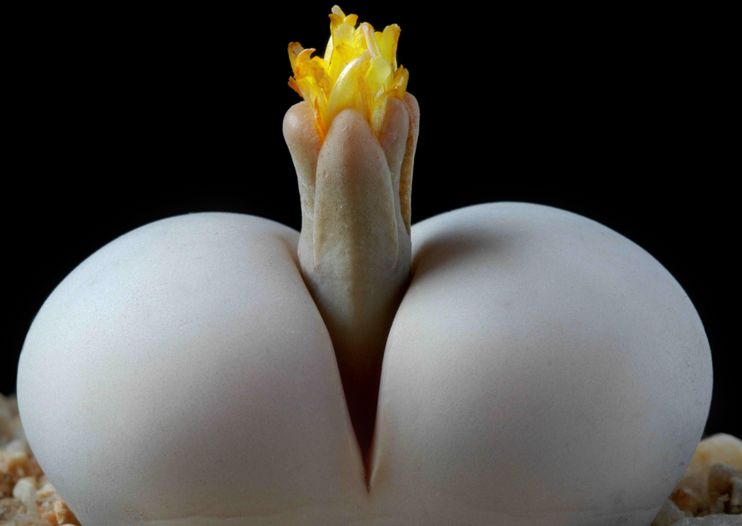 多肉生石花开花后会怎样,生石花多肉中间是空的