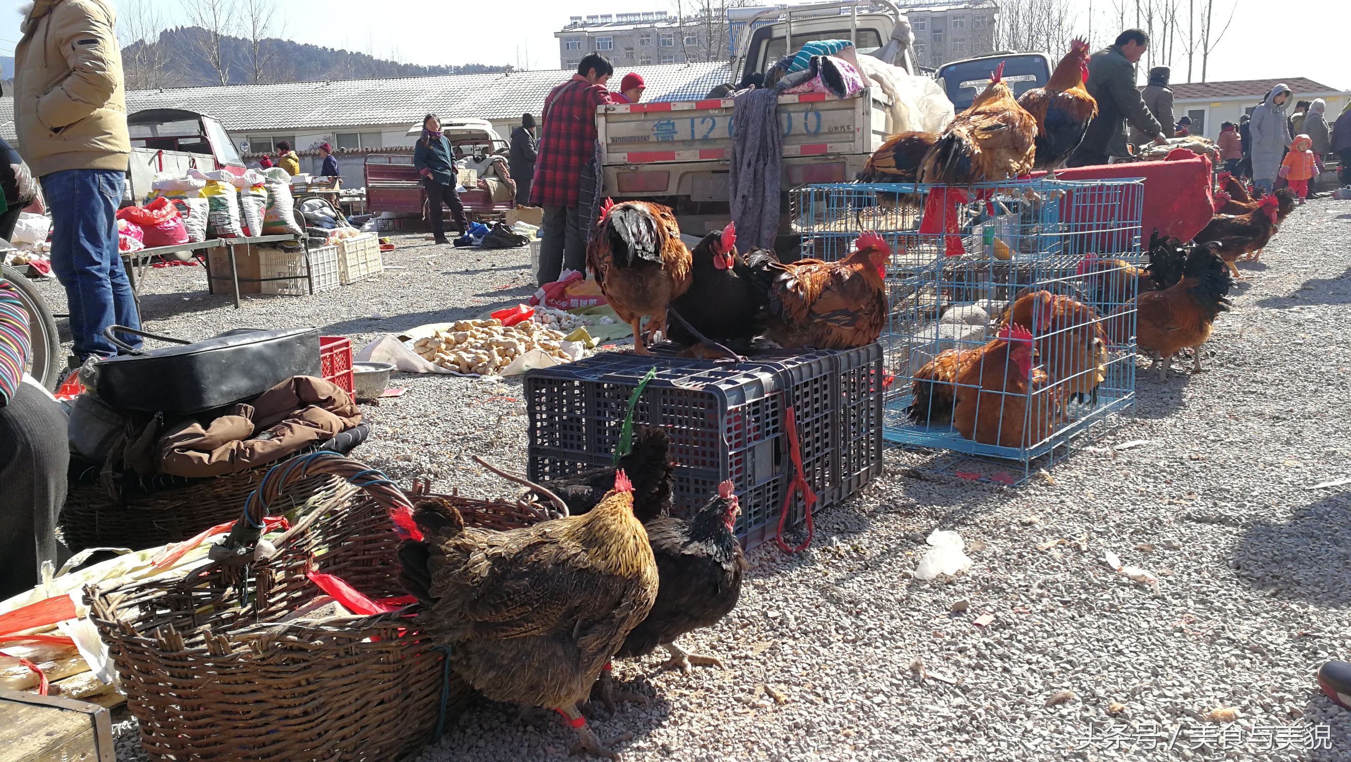 农村赶集挑鸡鸭,农村赶大集买鸡