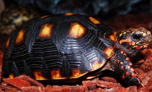 世界体型最大陆龟加拉帕戈斯象龟,世界上最长寿的陆龟物种之一象龟