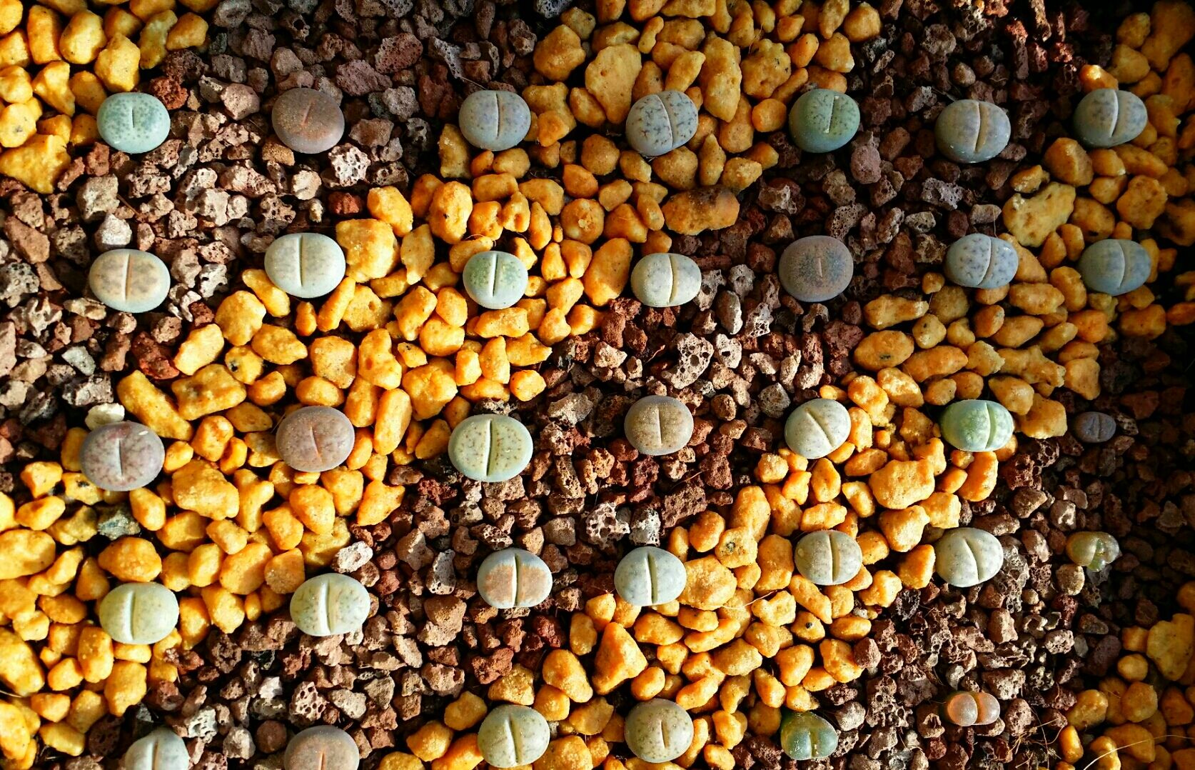 多肉生石花开花后会怎样,生石花多肉中间是空的