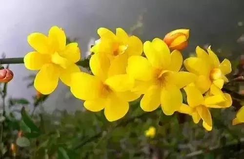 带你认识全国的省花,中国各地市花是什么