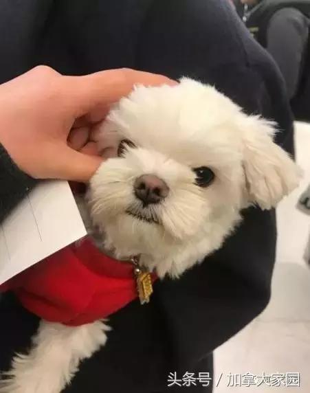 王祖贤抱着狗狗,王祖贤抱狗狗素颜逛超市被偶遇