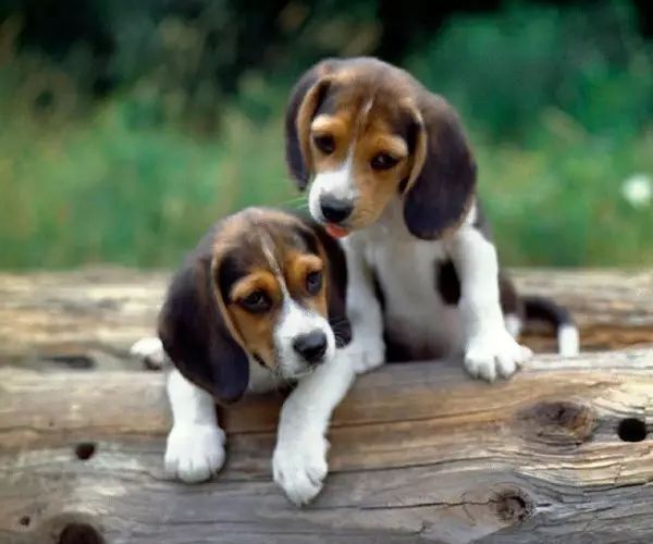 狗年说狗警犬,狗年说狗带你了解游戏中的狗文化