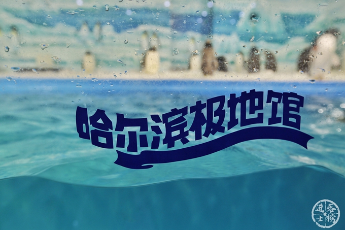 哈尔滨极地馆体验,哈尔滨极地馆之精彩瞬间