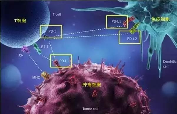 pd-1免疫治疗耐药后怎么办,免疫治疗pd-1后ca199升高