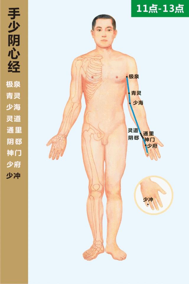 经络循行动画图,肝经经络循行穴位