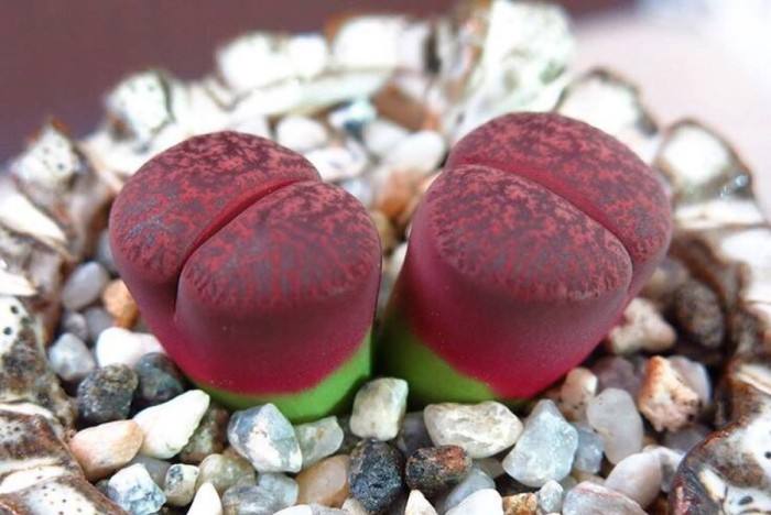 多肉生石花绿色是什么品种,多肉植物生石花干瘪软