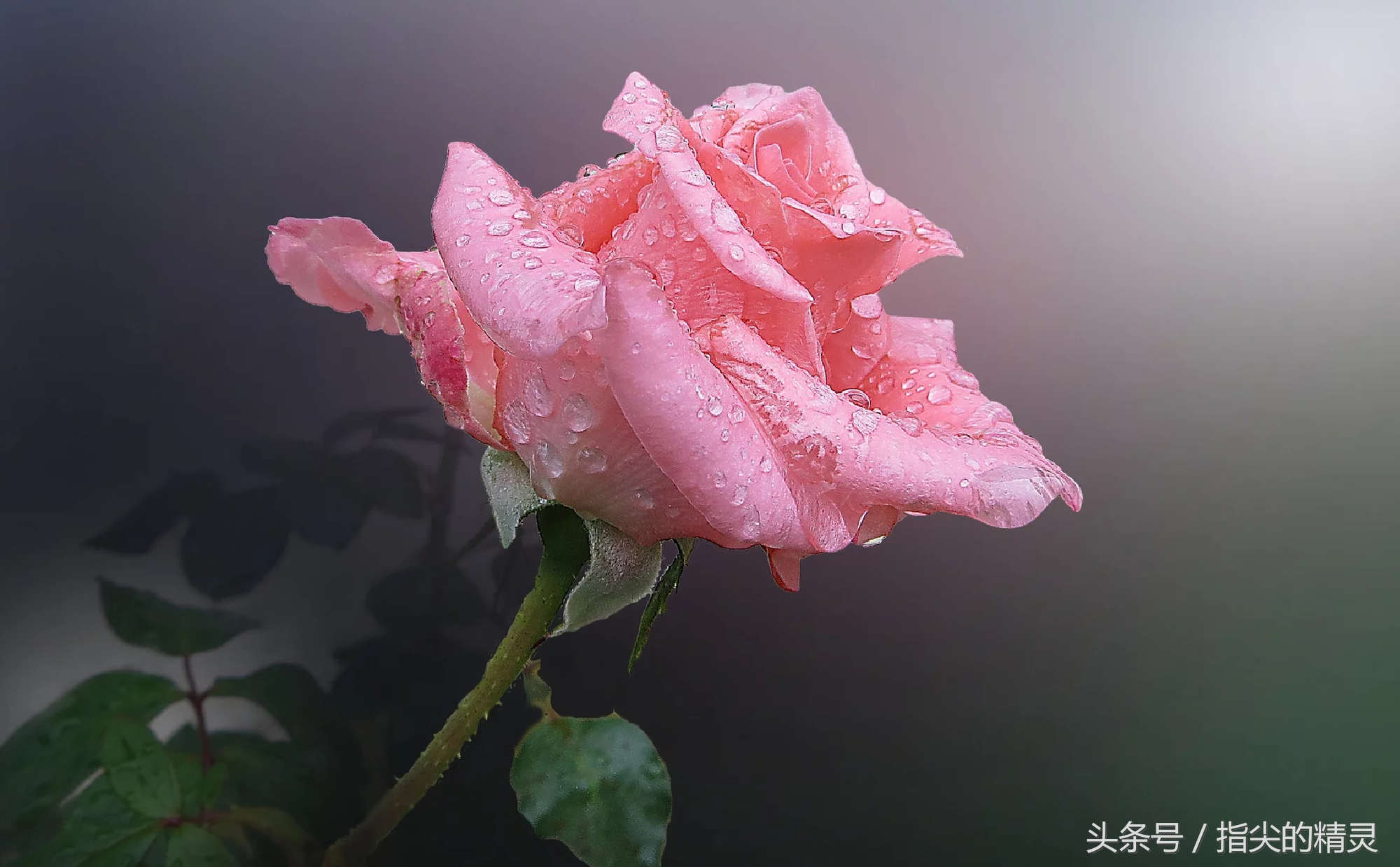 拍摄花卉组图大全,冬天拍玫瑰花图片大全