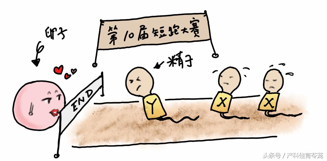 生男育女怎样才能如愿以偿,什么决定生男或生女