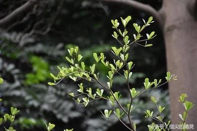 尼康d5500什么时候出的,尼康d5500拍摄视频教程