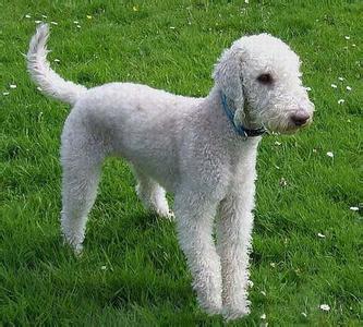 akc认证的犬种,akc认可的148个犬种