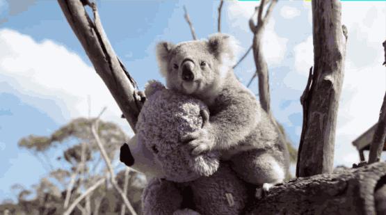 呆萌嗜睡的澳洲国宝居然是吃“屎”长大的