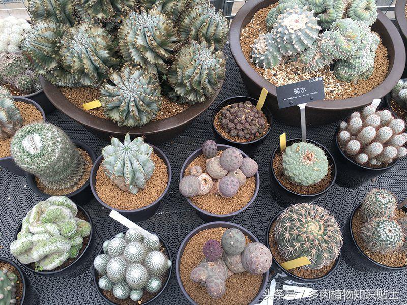 多肉植物杂交育种技术,嫁接多肉植物技术