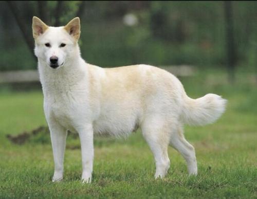 akc认证的犬种,akc认可的148个犬种