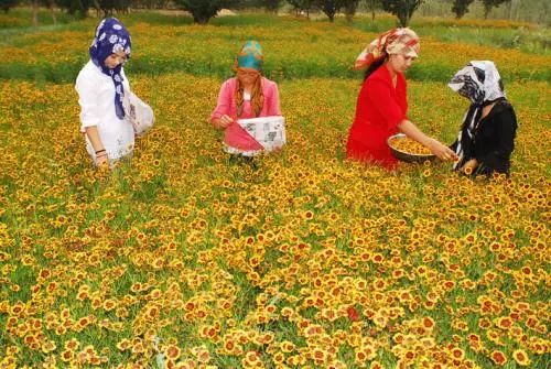 昆仑雪菊,小品类茶叶的逆袭之道!