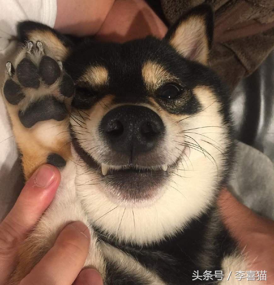 狗年就要到啦,超萌柴犬祝大家每天笑容满面无忧无虑!