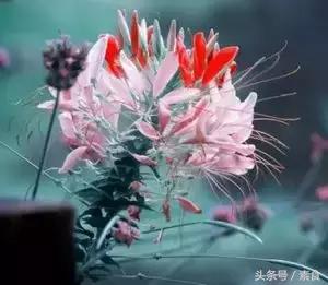 大年初一吃素吉利,大年初一吃素好不好