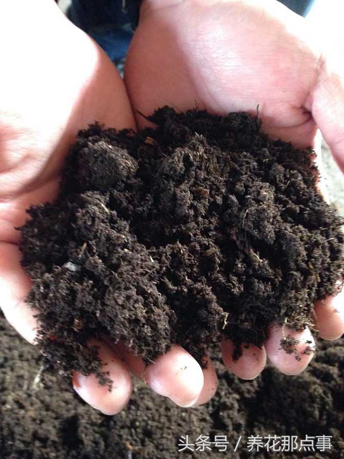 盆栽板结的土壤怎样改良,盆栽土种什么防止板结