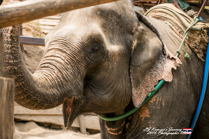 清迈佛寺之城等你采撷的泰北玫瑰,清迈环球旅行家