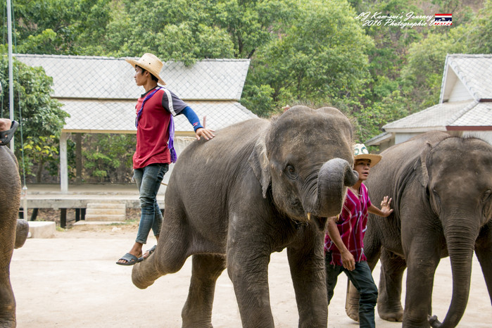 清迈佛寺之城等你采撷的泰北玫瑰,清迈环球旅行家