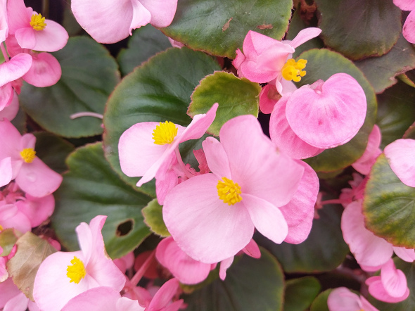 文本直送科技新闻:宏达电旗舰智慧型手机「HTC10」崭新体验,十分完美!