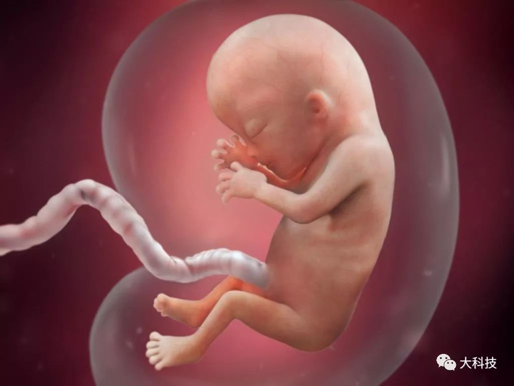 子宫与胎儿大战解说,子宫与胎儿的争斗
