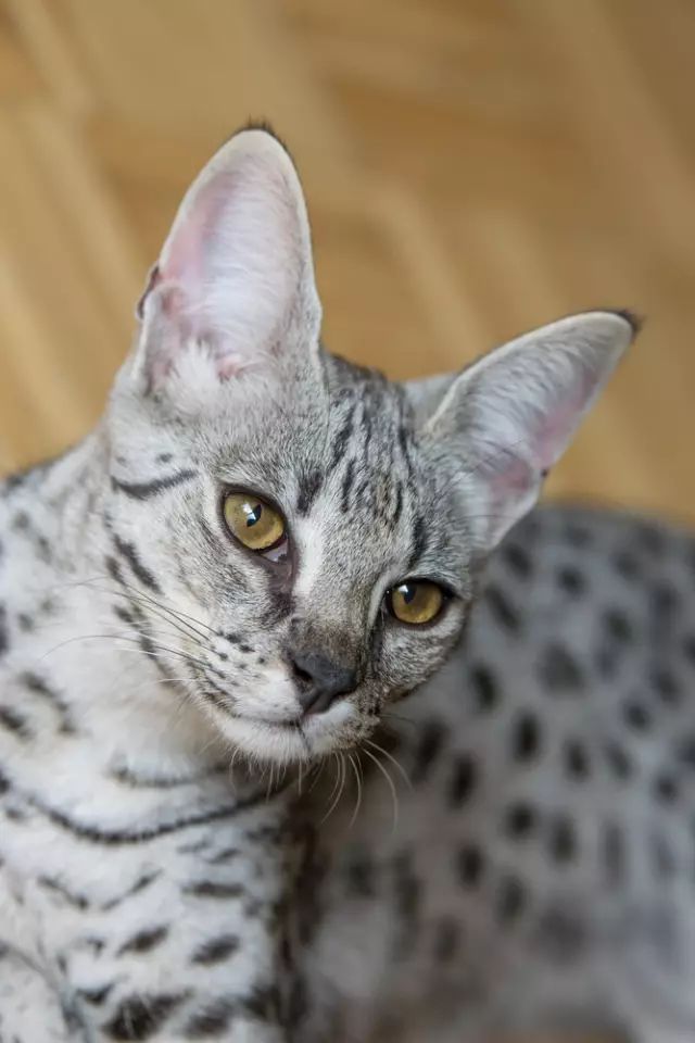 盘点那些怕水的猫咪,盘点那些不怕水的猫咪