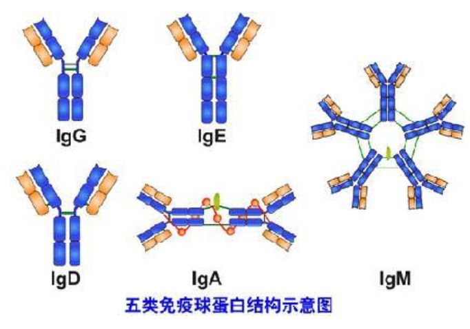 白蛋白和球蛋白是一回事吗,白蛋白和球蛋白有什么区别呀