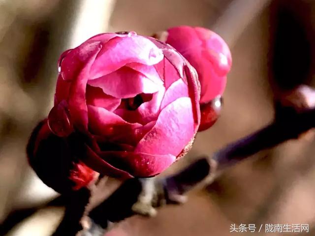 陇南梅园风景区,陇南康县梅园