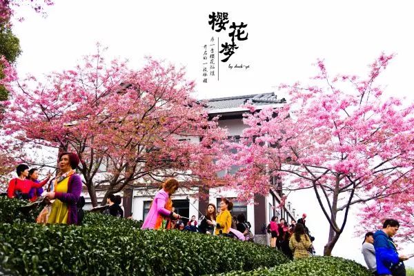 樱花梦日语,永福樱花之旅