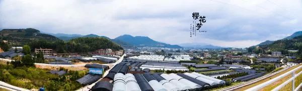 樱花梦日语,永福樱花之旅