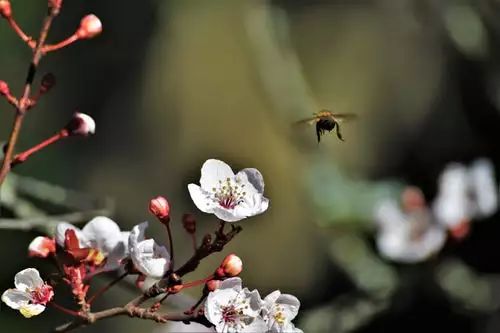 报春技巧,追春的七言诗句