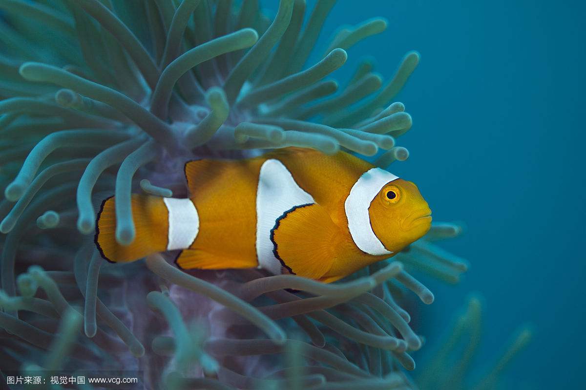 小丑鱼海缸开缸教程新手入门,双带小丑鱼和公子小丑鱼哪个好养