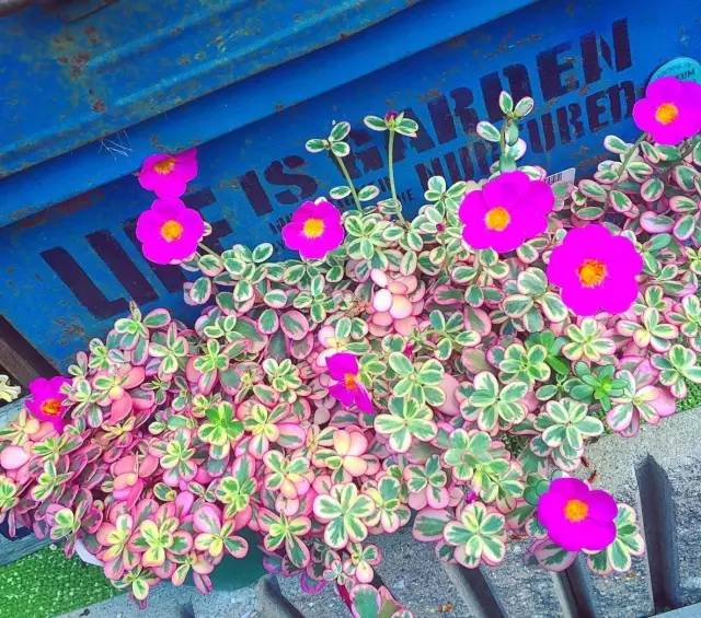 有一家多肉解忧杂货铺是一种怎样的体验