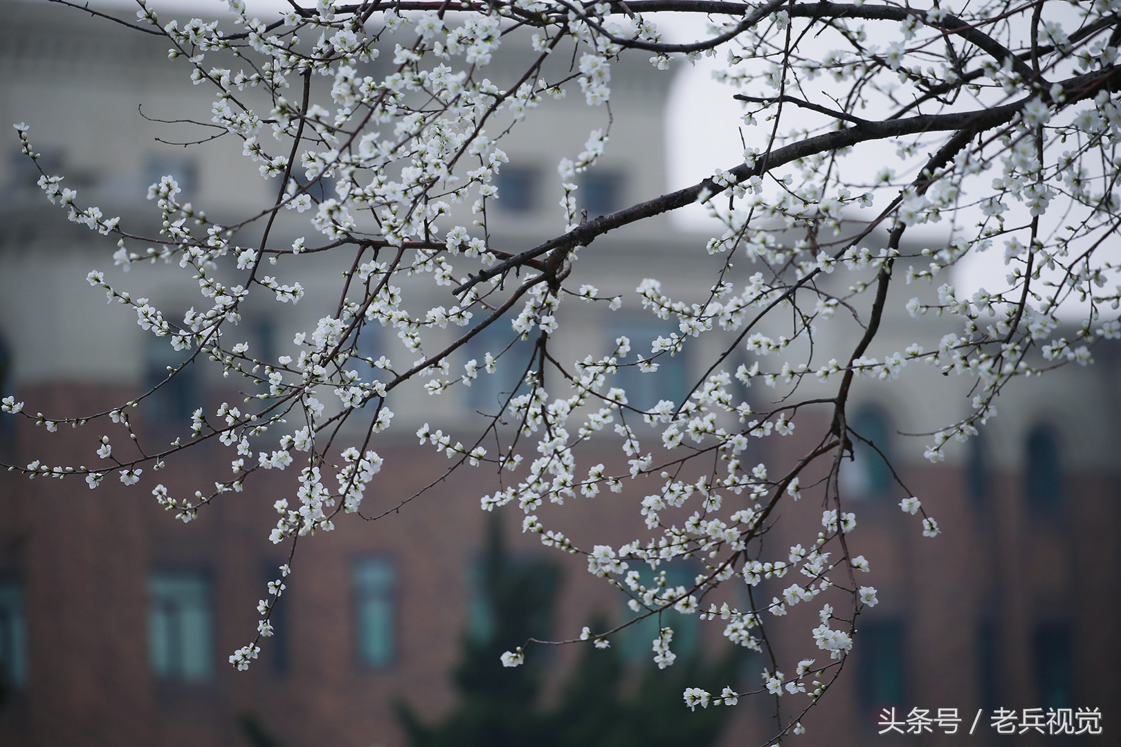 从大连到杭州上海苏州,大连到杭州旅行