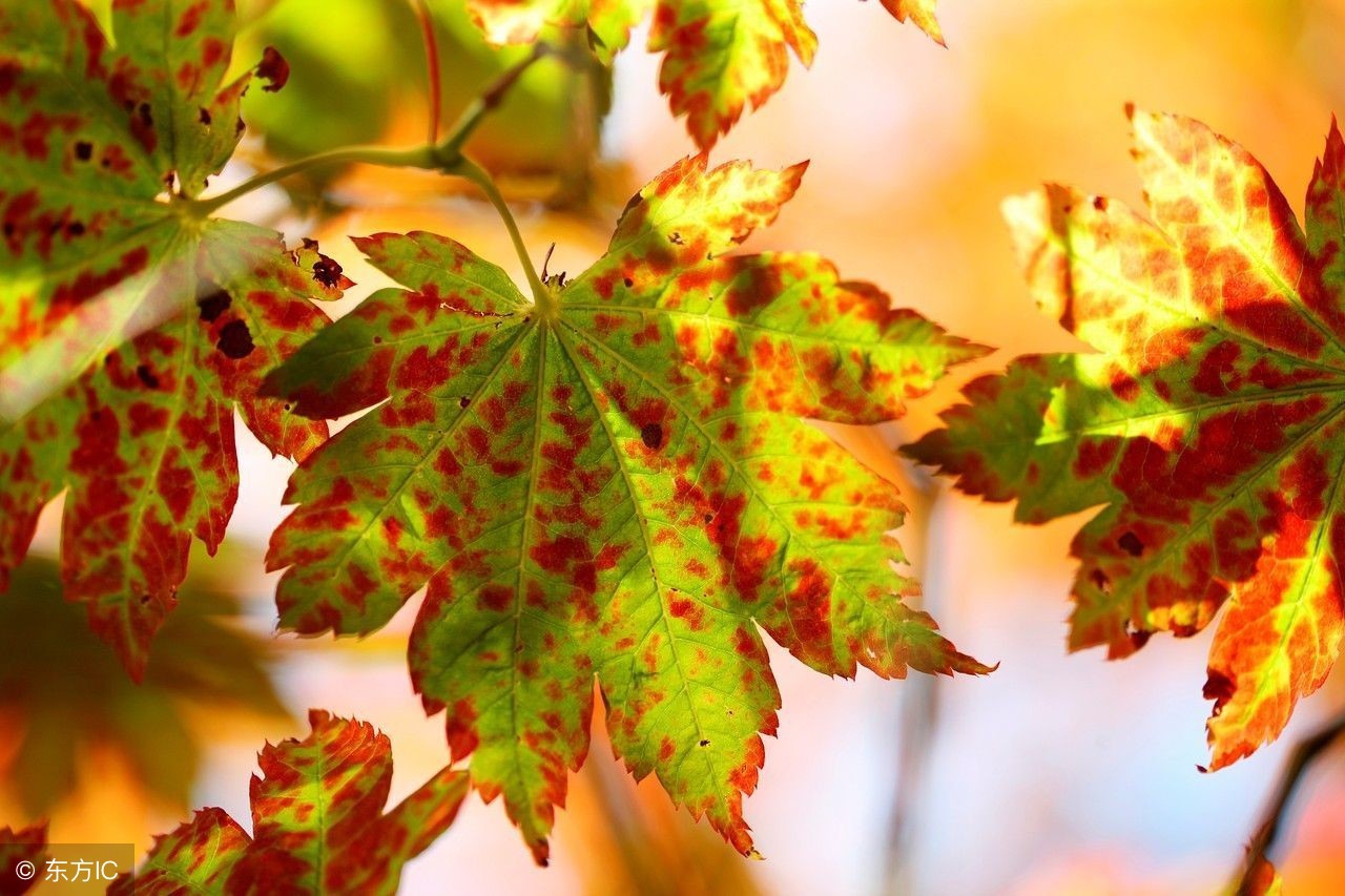 乐嘉讲解性格色彩,乐嘉色彩解读性格